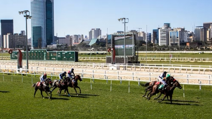 Câmara Municipal aprova projeto de lei que proíbe uso de animais em jogos de azar em São Paulo