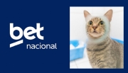 Betnacional ensures care for Instituto Caramelo’s cats until the World Cup