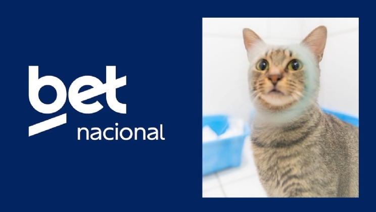Betnacional garante cuidados aos gatos do Instituto Caramelo até a Copa do Mundo