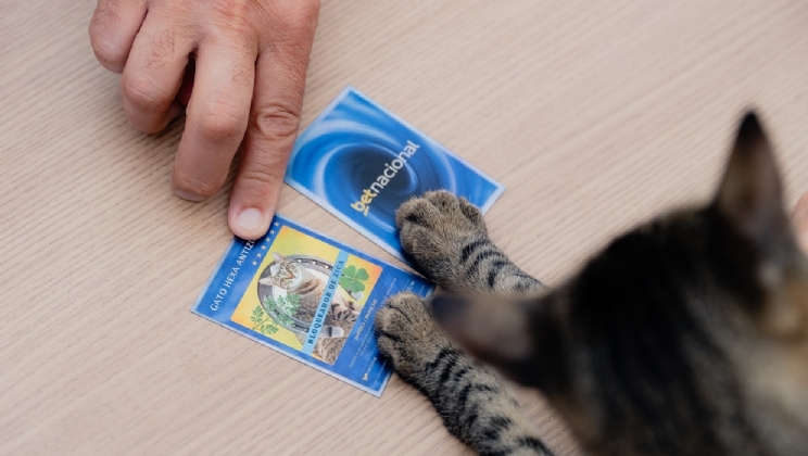Betnacional e CazéTV cuidam de gatos para quebrar a zica pelo Hexa